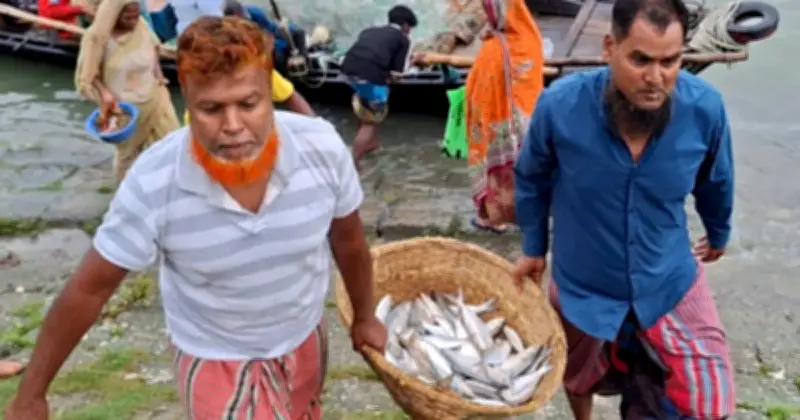 চাঁদপুরে জাটকা নিষেধাজ্ঞা শেষে ইলিশ শিকারে নেমেছেন জেলেরা, প্রথম দিনে মিলছে না আশানুরূপ মাছ