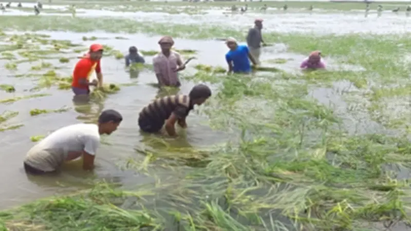 নাসিরনগরে অতিবৃষ্টিতে হাওরের শত শত একর ধান তলিয়ে গেছে