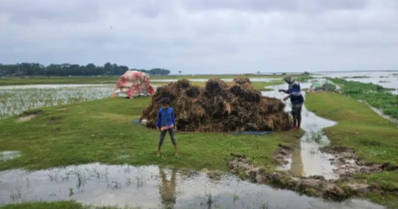 বৃষ্টিতে হাওরে বোরো ধানের ব্যাপক ক্ষতি, কৃষকরা দুশ্চিন্তায়