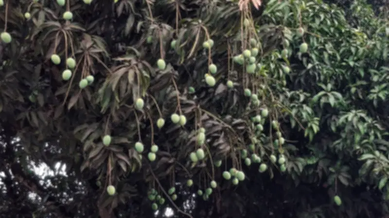রাজশাহীতে কাঙ্ক্ষিত বৃষ্টি, স্বস্তি ফিরেছে জনজীবনে