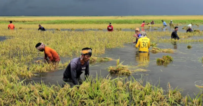 ব্রাহ্মণবাড়িয়ায় অকাল বন্যায় ৩ হাজার বিঘা জমির ধান তলিয়ে গেছে