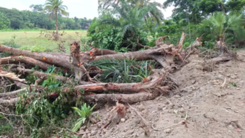 বেড়িবাঁধ সংস্কারে পটুয়াখালীতে ২০০ গাছ উপড়ে ফেলার অভিযোগ