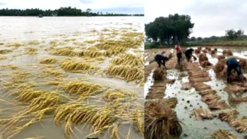 বিল ডাকাতিয়ায় ফসল তলিয়ে কৃষকদের আর্তনাদ, সারাদেশে হামে আরও ৪ মৃত্যু