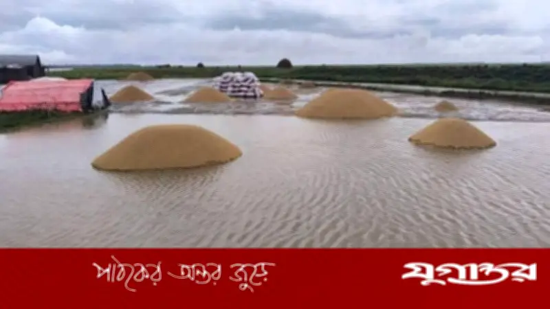 হাওড়াঞ্চলে পানি বাড়ছে, বোরো ফসল ডুবছে, কৃষকের স্বপ্ন ভেঙেছে