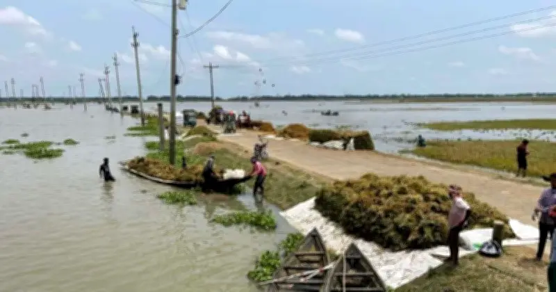 নেত্রকোনায় বৃষ্টিতে ফসলহানি, কৃষকদের উদ্বেগ বাড়ছে