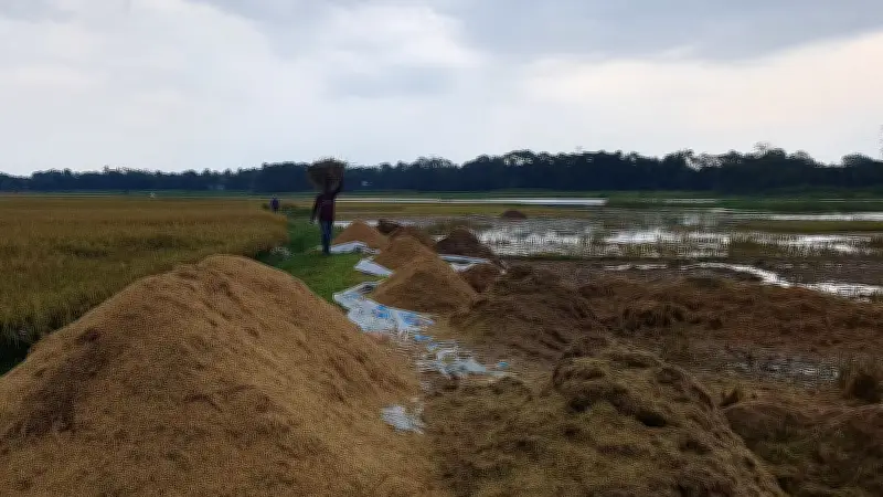 কিশোরগঞ্জে টানা বৃষ্টিতে হাওরের ধান নষ্ট, কৃষকদের বিপাকে পড়েছেন