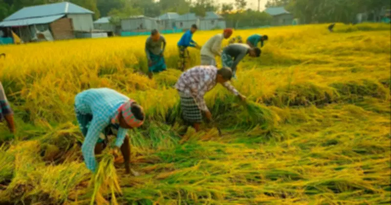 রাজশাহীর তানোরে বোরো ধান চাষে ব্যাপক লোকসান, কৃষকরা চরম সংকটে