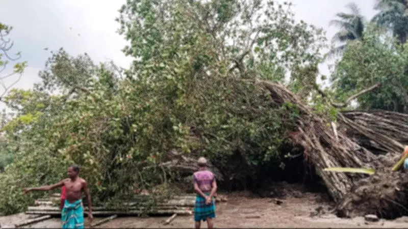 মাইকেল মধুসূদনের স্মৃতিবিজড়িত বটগাছ উপড়ে গেল ঝড়ে
