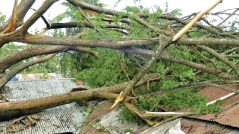 ঝড়ে গাছচাপায় মায়ের মৃত্যু, হাসপাতালে ছেলেসহ ইয়াবাসহ এনসিপি কর্মী গ্রেপ্তার