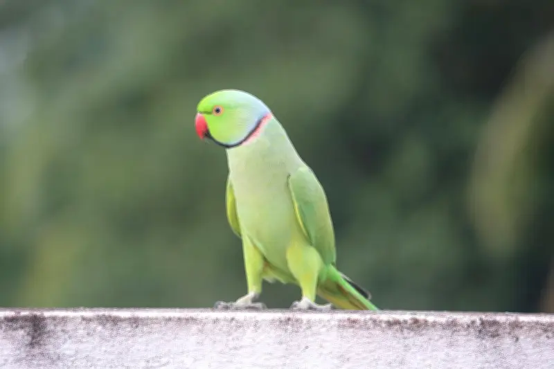টিয়াপাখিরা কীভাবে মানুষের মতো কথা বলে?