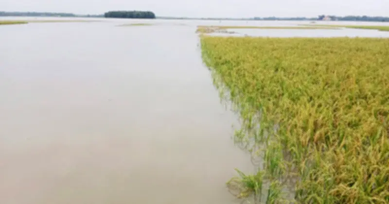 ধানক্ষেত তলিয়ে যাওয়ায় কৃষকের মৃত্যু