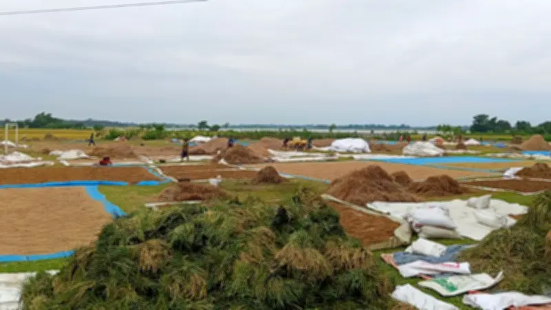 হাওরাঞ্চলের ৬ জেলায় ধান-চাল সংগ্রহ শুরু আজ, জেনে নিন দাম