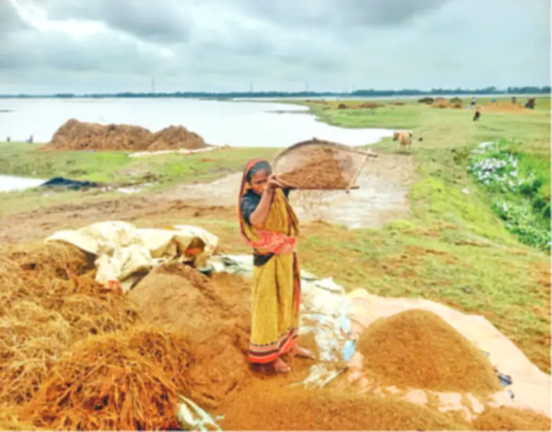 বৃষ্টি ও ঢলে হাওরে ধানের ব্যাপক ক্ষতি, কৃষকেরা বিপাকে