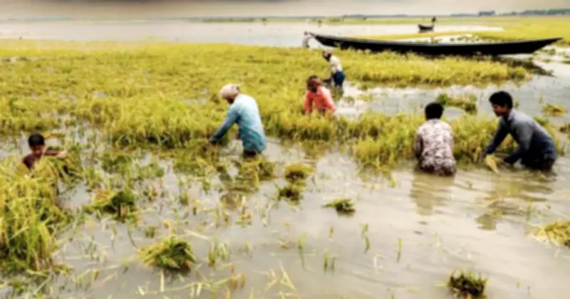 অতিবৃষ্টি ও পাহাড়ি ঢলে সুনামগঞ্জ-কিশোরগঞ্জে বোরো ধানের ব্যাপক ক্ষতি