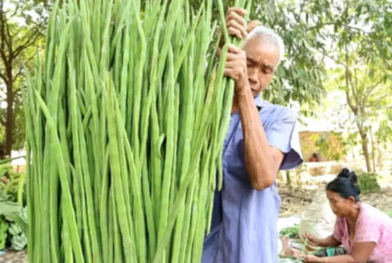 শজনে বীজের নির্যাসে ট্যাপের পানি থেকে ৯৮% মাইক্রোপ্লাস্টিক দূর করার ক্ষমতা
