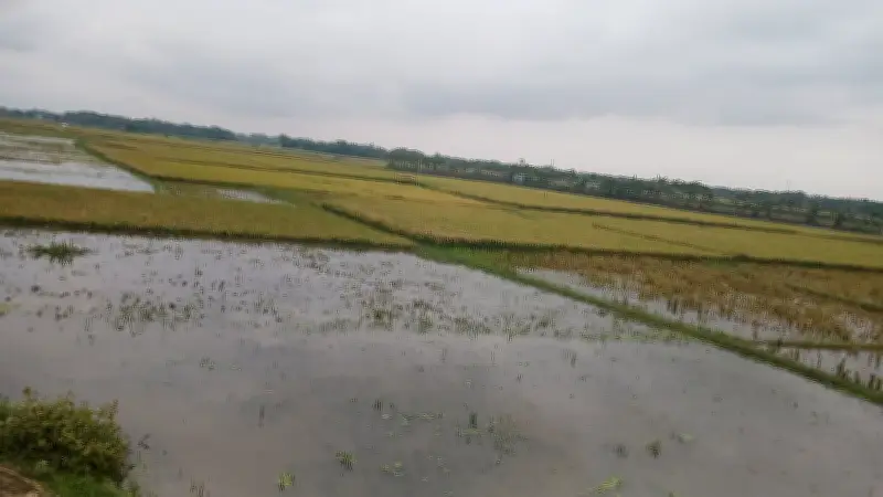 হাওরে বৃষ্টির পানিতে তলিয়ে গেছে ২৩ হাজার হেক্টর ধান