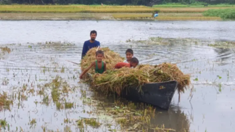 হাওরে শ্রমিক সংকটে ধান কাটতে পরিবার নিয়ে মাঠে কৃষক