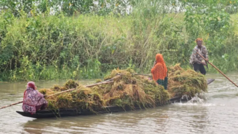 অতিবৃষ্টিতে হাওরে ধান নষ্ট, কৃষকেরা দিশেহারা