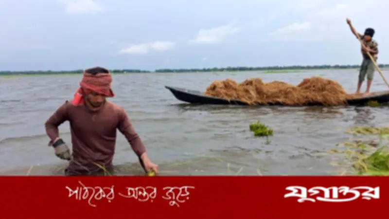 হাওরে কৃষকের বোবাকান্না, তলিয়ে যাচ্ছে সোনার ফসল