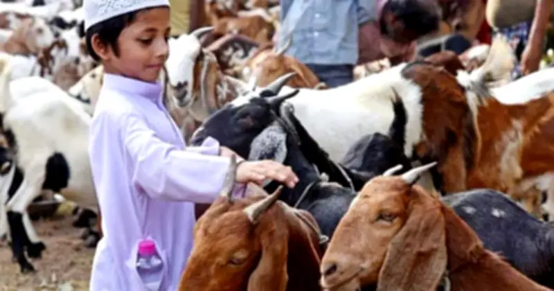 কোরবানির গুরুত্ব ও ফজিলত: সামর্থ্য থাকলে অবশ্যই দিতে হবে