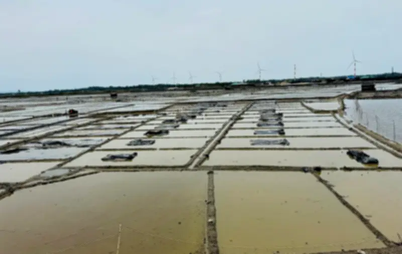 টানা বৃষ্টিতে কক্সবাজারের ৬০ হাজার একর লবণমাঠে উৎপাদন বন্ধ, চাষিদের দুশ্চিন্তা