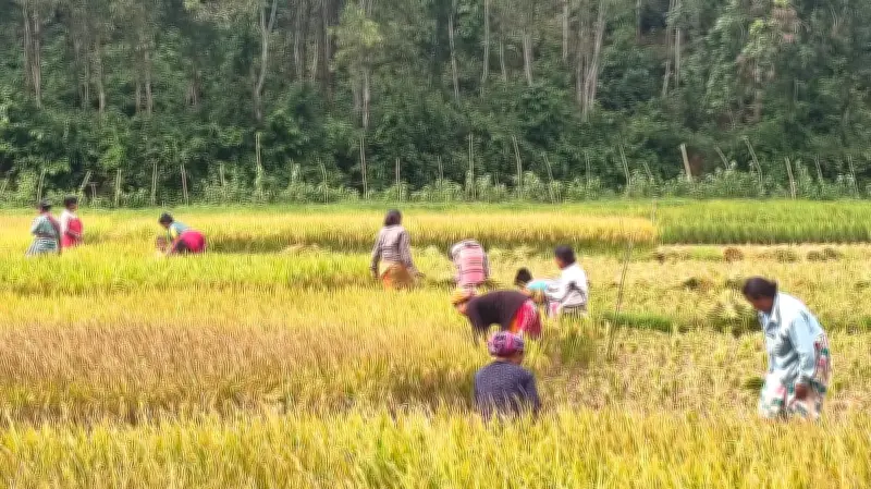 হাতির ভয়ে কাঁচা ধান কাটছেন শেরপুরের কৃষকেরা
