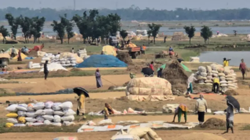 হাওরে রোদ ফিরতেই কৃষকদের ব্যস্ততা বেড়েছে, ধান শুকানোর তোড়জোড়