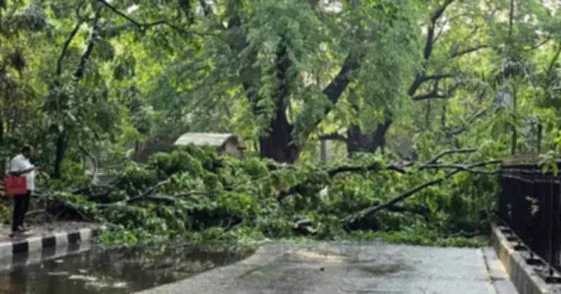 রাজধানীর হেয়ার রোডে গাছ ভেঙে সিএনজি অটোরিকশা ক্ষতিগ্রস্ত