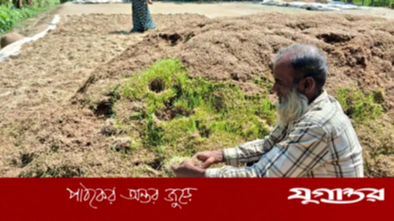 নেত্রকোনায় ৭০ হাজার কৃষকের ৩১৩ কোটি টাকার ফসলের ক্ষতি