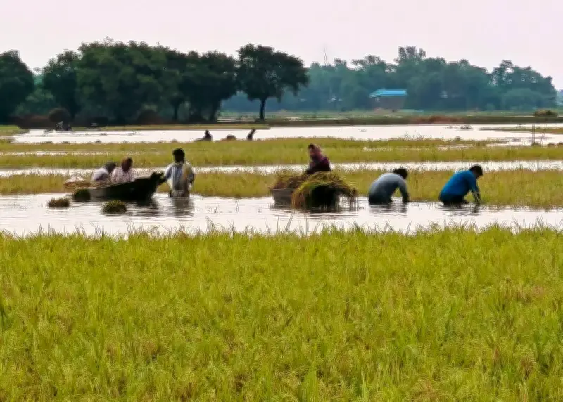 পানির নিচ থেকে ধান কাটছেন হাওরের কৃষকেরা