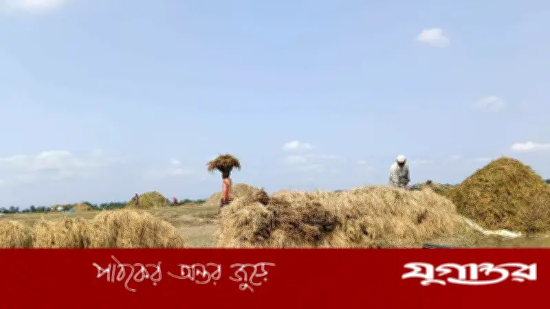 সুনামগঞ্জে বৃষ্টিতে হাওরের ফসল বিপর্যস্ত, কৃষকদের দুশ্চিন্তা