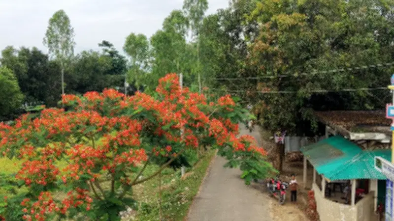 লোহাগাড়ায় হাঙর সড়কের শোভা বাড়াচ্ছে দেড় হাজার কৃষ্ণচূড়া