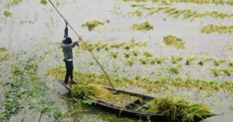 চলনবিলে পানি ঢুকায় বোরো ধান নিয়ে দুশ্চিন্তায় কৃষকেরা