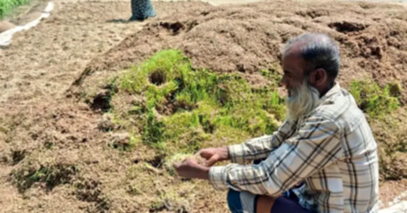 হাওরে বোরো ধান ডুবেছে, সরকারি সংগ্রহ শুরু হলেও কৃষক শুকনো ধান দিতে হিমশিম