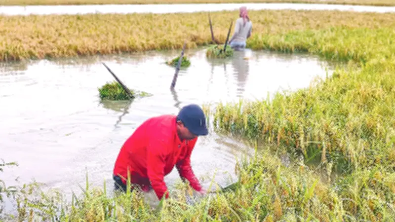 অতিবৃষ্টিতে হাওরের ধানসহ নানা ফসলের ব্যাপক ক্ষতি, কৃষকের দুশ্চিন্তা