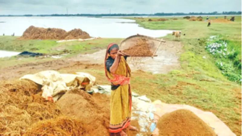 হাওরে ত্রিমুখী সংকট: কাচইরা বছরে তলিয়ে যাচ্ছে ফসল, প্রয়োজন সমন্বিত পদক্ষেপ