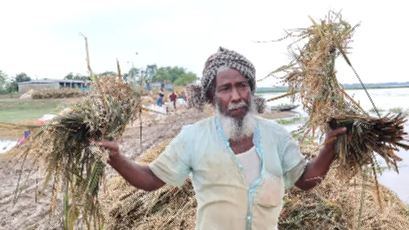 ভেজা ধানে অঙ্কুর, কৃষকদের অপূরণীয় ক্ষতি