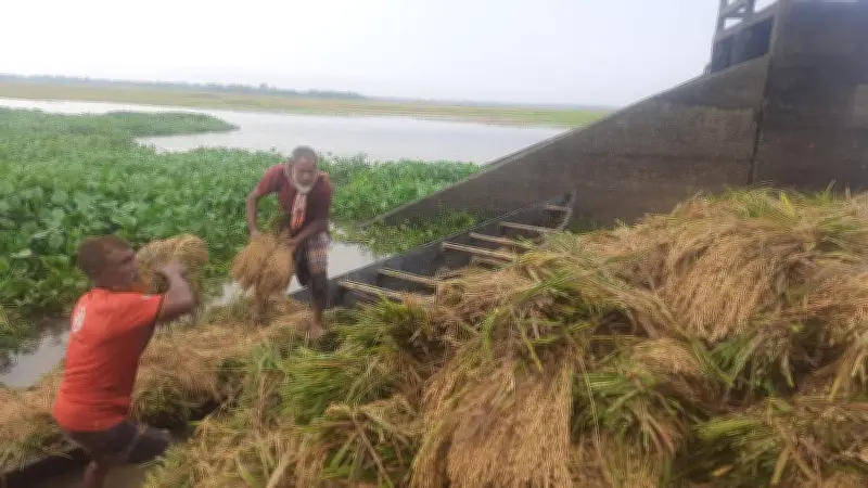 হবিগঞ্জের হাওরে টানা বৃষ্টিতে ধান পচে যাচ্ছে, কৃষকেরা বিপাকে
