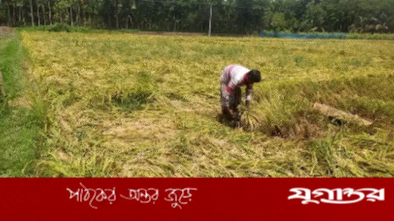 চরফ্যাশনে কালবৈশাখী ঝড়ে কৃষকের ব্যাপক ক্ষতি