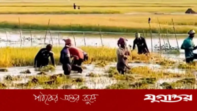 কিশোরগঞ্জের হাওড়ে ১০ হাজার হেক্টর জমির ধান তলিয়ে গেছে
