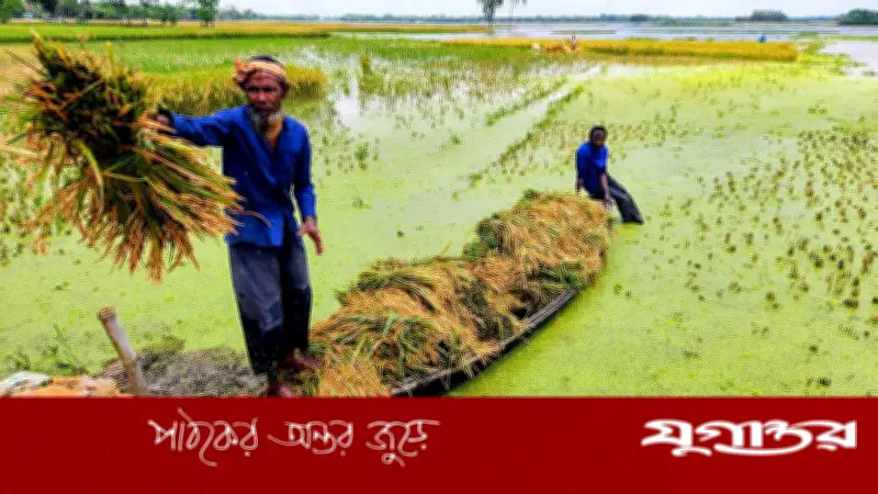 শেরপুরে বোরো ধানের দাম কমে কৃষকদের দুশ্চিন্তা, শ্রমিকের মজুরি দ্বিগুণ