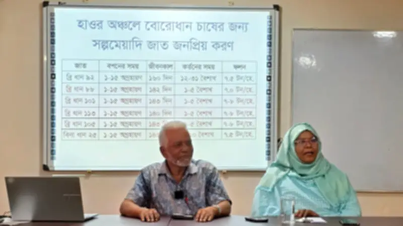 হাওরে স্বল্পমেয়াদি বোরো ধান চাষে সফলতা, কমছে বন্যার ঝুঁকি