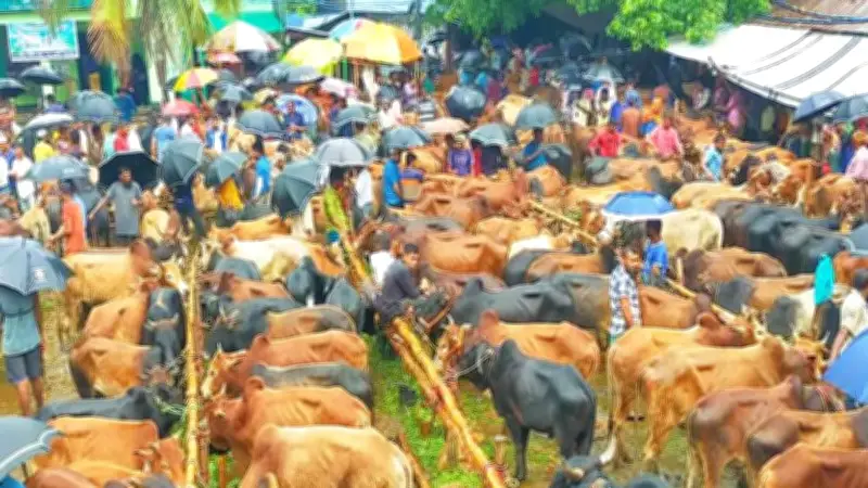 কুষ্টিয়ায় কোরবানির জন্য প্রস্তুত দুই লক্ষাধিক পশু