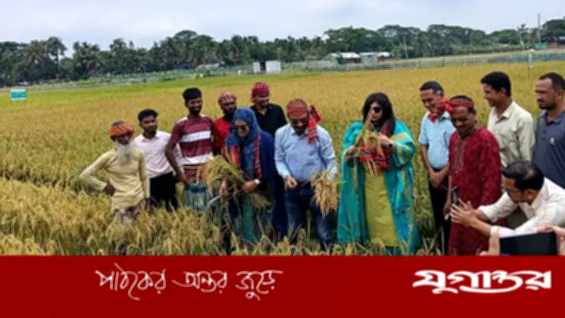 গামছা মাথায় এমপির ধান কাটা, চকনজু গ্রামে রাইস গার্ডেন উদ্বোধন