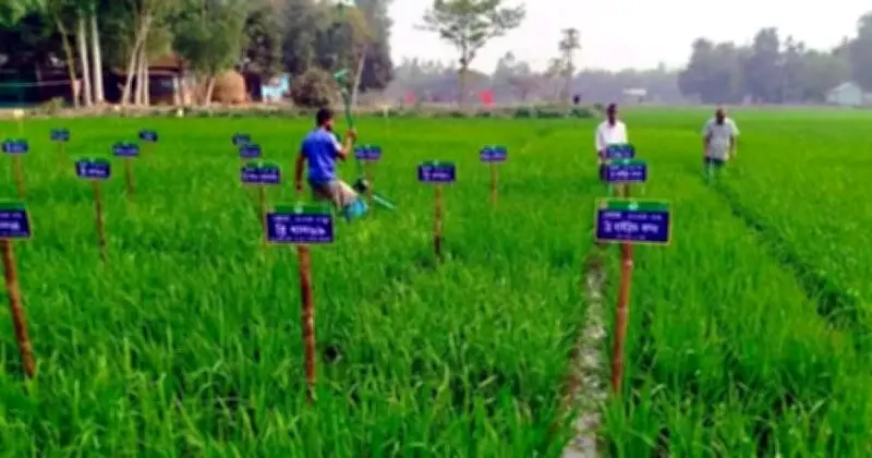 ধান গবেষণায় নতুন মাত্রা: দিনাজপুরে ‘ধান বাগান’ স্থাপন