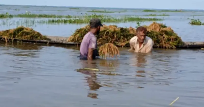 মৌলভীবাজারে বন্যায় বোরো ধানের ব্যাপক ক্ষতি, ৫০ কোটি টাকার বেশি লোকসান