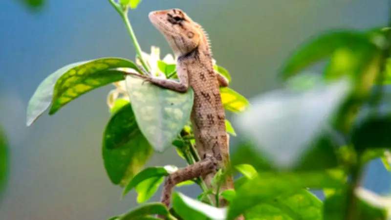 গিরগিটি রক্ত চুষে না: ভুল ধারণার পেছনে বিজ্ঞান