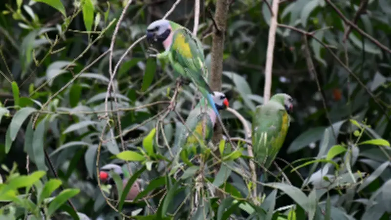 খাগড়াছড়িতে টিয়ার অভয়ারণ্য, গাছের পাতায় মিশেছে লাল-বুক পাখির ঝাঁক