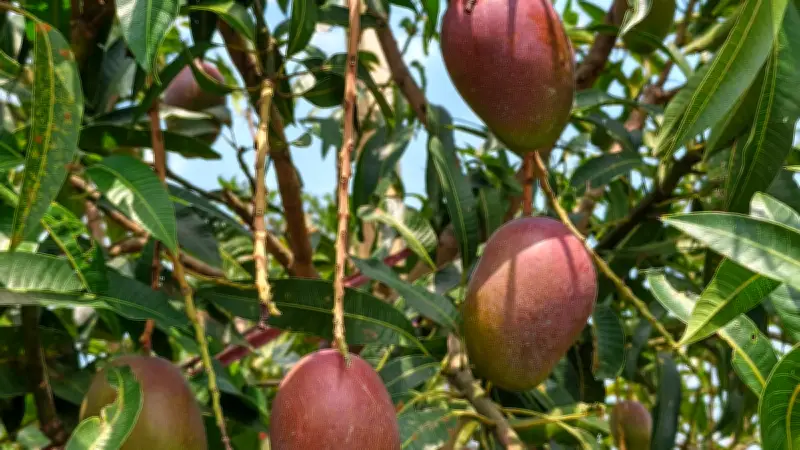 প্রগতি চাকমার আমবাগানে বিদেশি জাতের সমারোহ