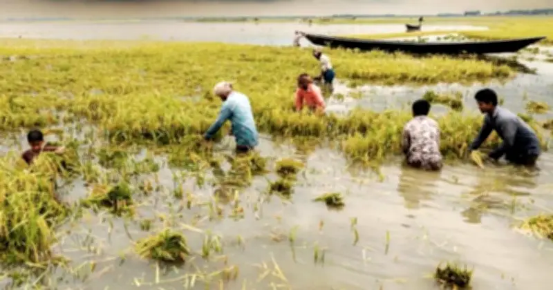 রাজনগরে ধানবোঝাই নৌকা ডুবে শ্রমিকের মৃত্যু